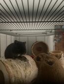 Rennmaus Gebril Wüstenrennmaus Männchen 10 Wochen inkl Nagarium, Gehege in 49086