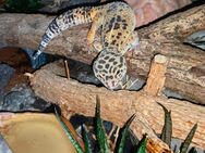 0.1 Leopardgecko (Wildtyp Black Night Cross) - Schortens