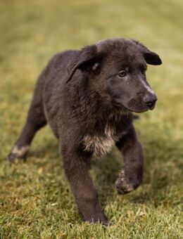 Schäfi-Mix-Bub♥Jasper♥ aktiv,lustig,lieb - Hamburg