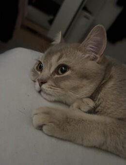 Lille - Halle (Saale)