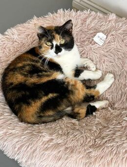 Elina sucht flauschiges Bettchen - Rambin