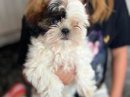 Shih tzu mini - Düren