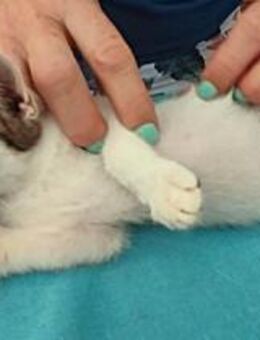 DEAN Kleiner Herzensbrecher - Bad Camberg