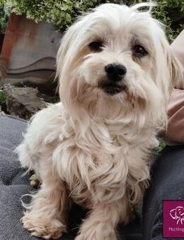 Annabella - Hundedame sucht Zuhause - Spenge