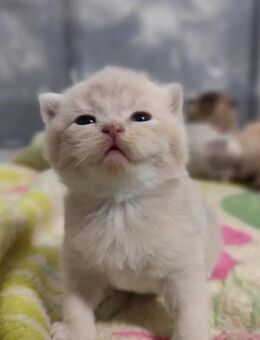 Britisch Kurzhaar Katzen reinrassig - Duisburg