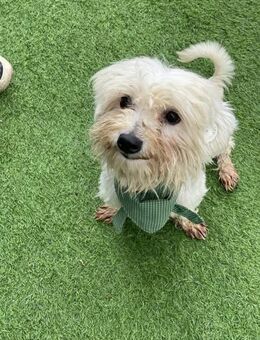 Billy - Selbstbewusster kleiner Rüde - Berlin