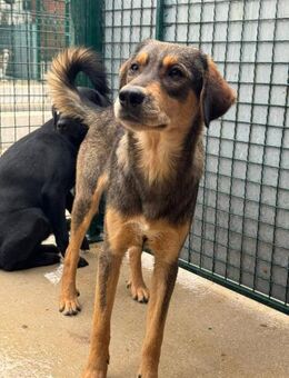 Hübscher Jack sucht ein Zuhause - Hamburg