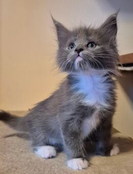 reinrassige Main Coon Kitten - Bad Bramstedt