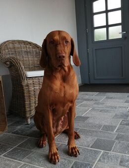 Wurfankündigung - Magyar Vizsla Welpen - Südliches Anhalt