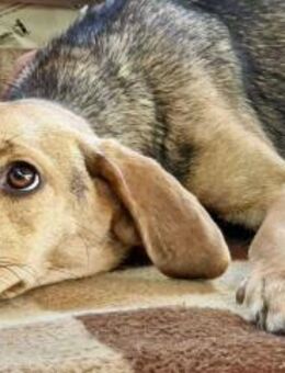 Beagle-Mix Mila sanfte Junghündin - Koblenz