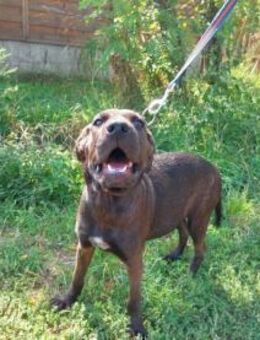 APACS-VA liebevoller Jungspund - Neustadt (Rübenberge)