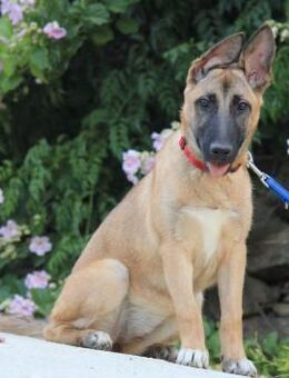 Cora sucht eine aktive Familie - Grevenbroich
