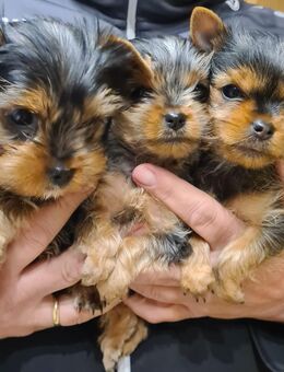 Reinrassige Yorkshire-Terrier mit Ahnentafel - Garrel