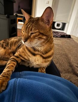 Bengal Kater abzugeben - Lahr (Schwarzwald)