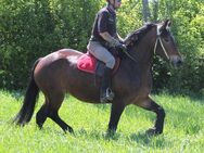 Freizeitpferd/Wanderreitpferd - Buttstädt