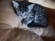 Kitten Britisch Langhaar Maine Coon Mix - Daxweiler