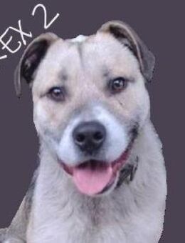 REX 2 sucht Koerbchen - Gefrees