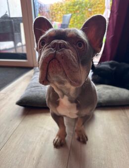 🐾 Frz Bulldogge „Sammy“ sucht passenden Einzelplatz🐾 - Jagel