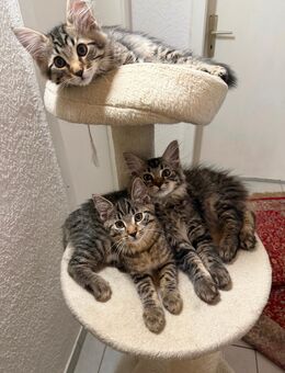 ✨ 4 zuckersüße Babykätzchen suchen liebevolles Zuhause ✨ - Mainhausen