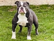 Olde english Bulldog Hündin - Ahlen