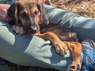 Zuckersüße RUBY sucht Kuschelplatz - Sehnde