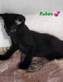 Wunderschöne Hauskatzenkitten suchen ein neues Heim, Hausaufzucht! - Moosburg (Isar)