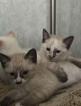 Süsse Babykatzen - Gevelsberg