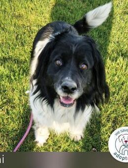 Crni: Liebevoller Beschützer sucht Zuha - Kirchzell