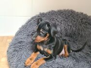 Zwergpinscher - Rottweil