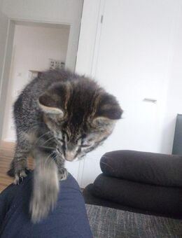Maine Coon Mischling - Bielefeld