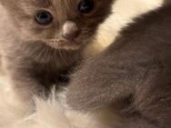 BLH Kitten / Katzenbabys / Katze - Langenhagen