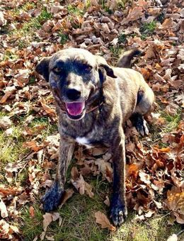 Fetita - ältere ruhige Hündin - Tettau (Bayern)