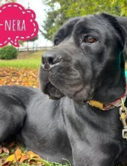 Luna-Nera eine Hündin zum lieb haben - Flörsheim-Dalsheim