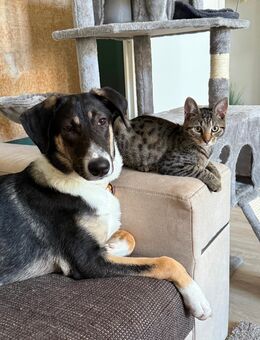 Junge Katze , sieben Monate alt - Mönchengladbach