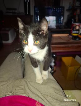 Kitten abzugeben - Mosbach