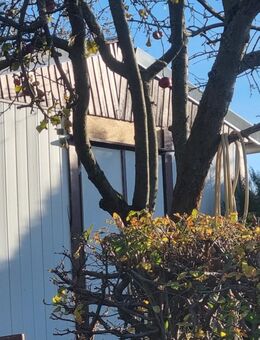 Pflegebedürftige Garten zu verschenken in 09232 Hartmannsdorf - Hartmannsdorf (Sachsen)