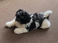 Shih Tzu Welpe sucht neues zu Hause - Everswinkel