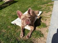 Französische Bulldogge Rüde – 9 Monate – seltene Farbe – absoluter Schatz! 🐶 - Frankfurt (Main)