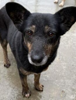 Charlie - liebevolle Mama sucht Zuhause - Hamburg