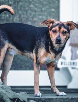 Cosa sucht ein Zuhause für immer.... - Laatzen