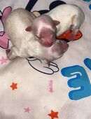 Chihuahua langhaar welpen in 68169