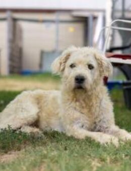 Albo zaghafter Rüde - Kallmünz