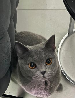 BKH KITTEN ZUM VERKAUF - Mainz