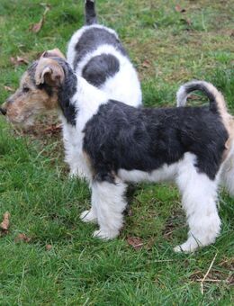 Drahthaar Foxterrier Welpen. #foxterrier. #hunde.#welpen - Steyerberg