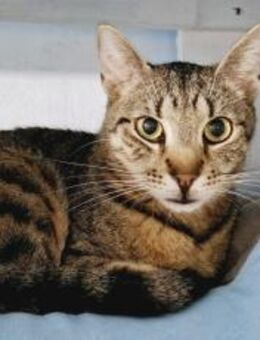 Schüchterner Freddy sucht sicheren Hafen - München