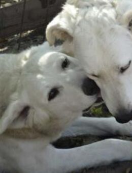 Arany - Zwillingsschwester - Süderbrarup