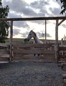 Nähe Simmern: Tür an Tür mit den eigenen Pferden im Aktivstall! - Simmern (Hunsrück)