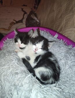 Maine coon britischkurzhaar katzenmix abzugeben - Burg (Spreewald)