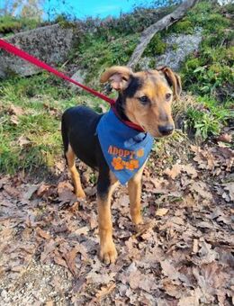 Welpenbub Jacko - Eichenzell