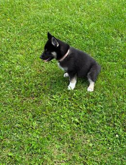 Siberian Husky - Massenbachhausen
